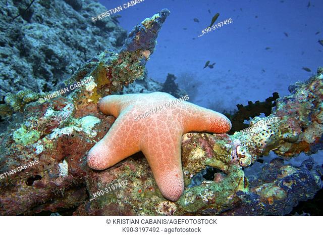 Cushion Starfish, Choriaster granulatus, Linckia multifora, Starfish, Coral Reef, Indian Ocean, Maldives, South Asia