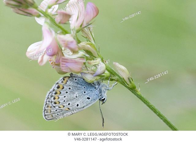 Idas Blue, Plebejus idas, on Sainfoin, Onobrychis. Lycaeides idas. Blue butterfly with blue eyespots on the upper edge back wing