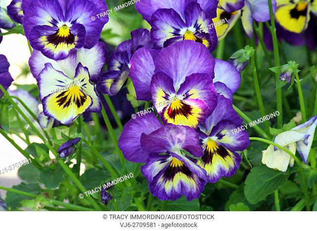Close up of a cluster of purple and yellow pansies blooming in Trevor, Wisconsin