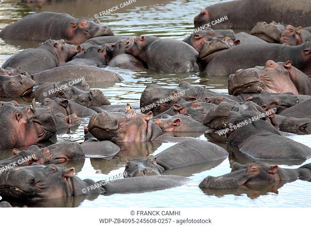 happy Hippopotamus (always smiling) in the Mara river in the masai mara reserve in kenya africa