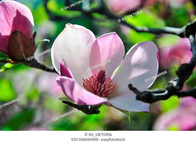Close-up of pink magnolia flower on a brunch at botanical garden, Kyiv, Ukraine