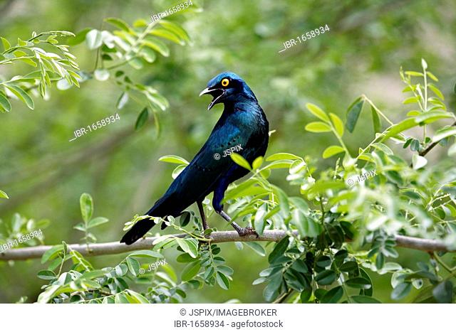 Blue-Eared Glossy Starling (Lamprotornis chalybaeus), adult in tree, Kruger National Park, South Africa, Africa