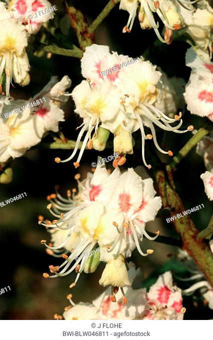 common horse chestnut Aesculus hippocastanum, inflorescence, Germany, North Rhine-Westphalia