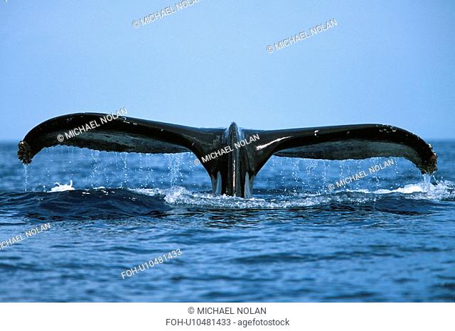 Pacific humpback whale adult, Megaptera novaeangliae, fluke-up dive in the Au Au Channel near Maui, Hawaii