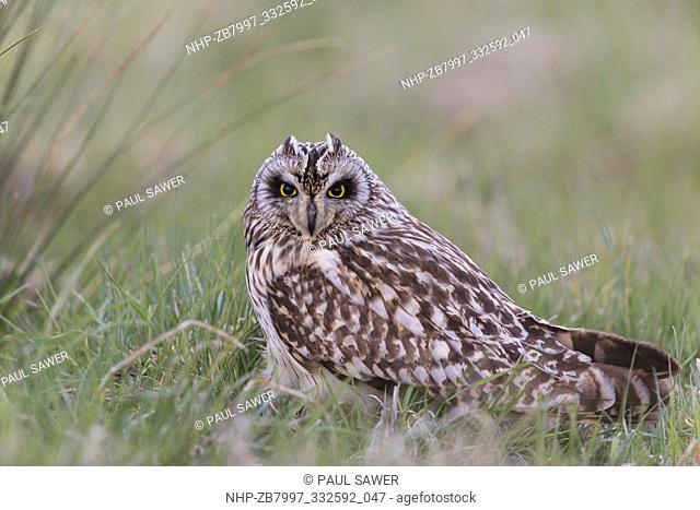 Short-eared Owl (Asio flammeus) adult standing on grazing marsh, Suffolk, England, March