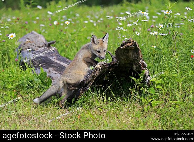 Eastern american red fox (Vulpes vulpes fulvus), juvenile, Pine County, Minnesota, North America, USA, North America