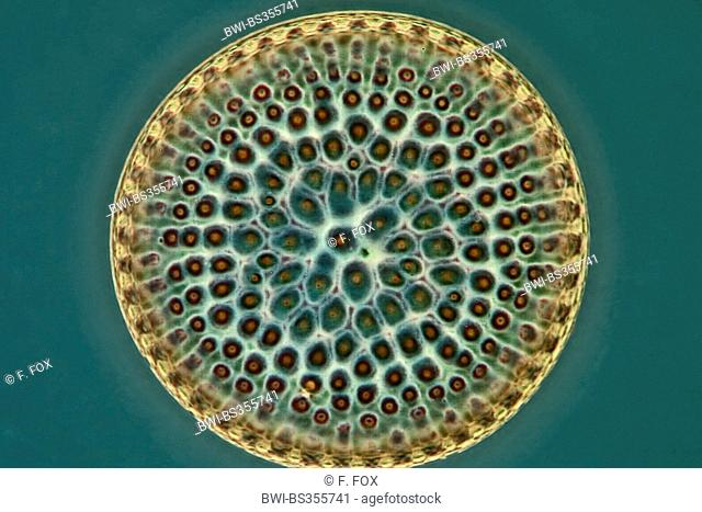 fossile diatom in phase-contrast and interference contrast