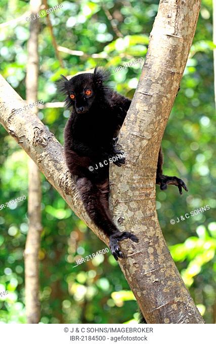 Black Lemur (Eulemur macaco), male adult in a tree, Nosy Komba, Madagascar, Africa