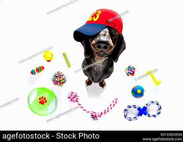 curious prague ratter dog looking up to owner waiting or sitting patient to play or go for a walk, isolated on white background, with a lot of pet toys