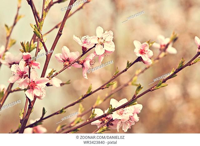 blooming apricot tree