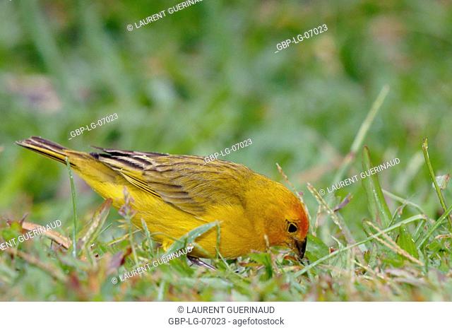 Bird, canário-da-terra, Ilha do Mel, Encantadas, Paraná, Brazil