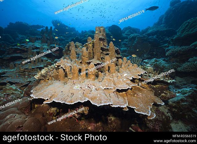 Giant Porites Coral, Porites sp., Christmas Island, Australia