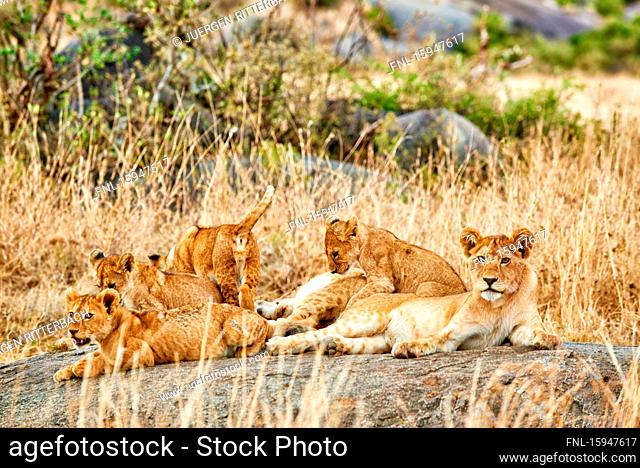 Lion, Panthera leo, Serengeti National Park, Tanzania, East Africa, Africa