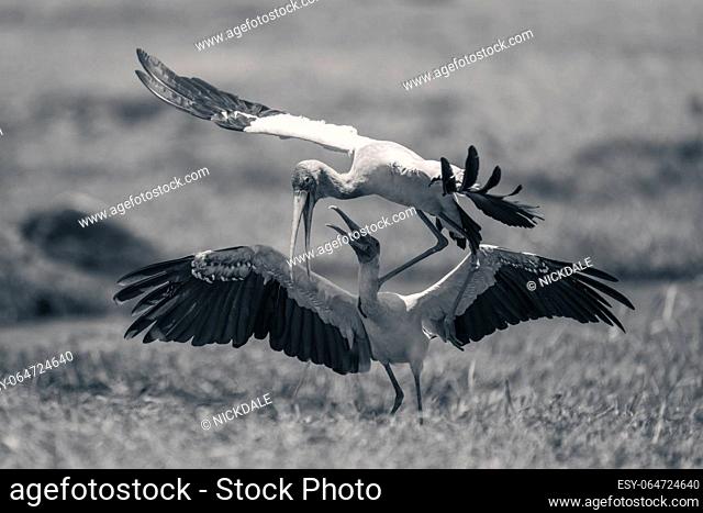 Mono yellow-billed storks fight on grassy riverbank