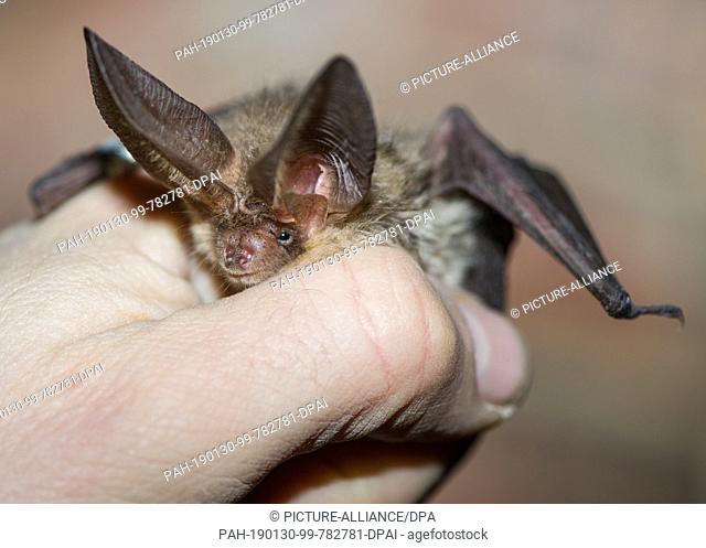 29 January 2019, Brandenburg, Sauen: Lutz Ittermann, deputy chairman of the Mausohrverein e.V., holds a bat of the brown long-eared species in his hand in the...