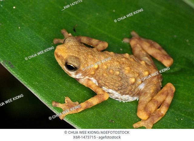 Tree Frog Polypedates leucomystax from Skudup, Kuching, Sarawak, Malaysia