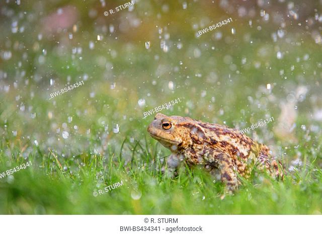 European common toad (Bufo bufo), walks in rain, Germany, Bavaria, Niederbayern, Lower Bavaria