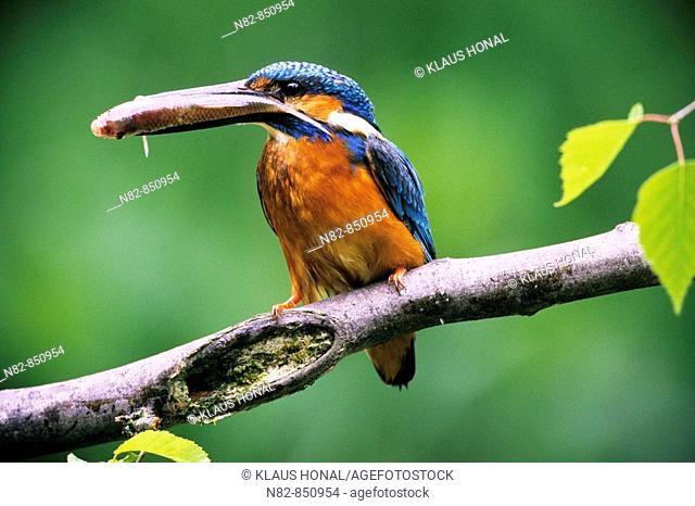 Kingfisher Alcedo atthis with fish for its fledglings - Franconia, Bavaria / Germany