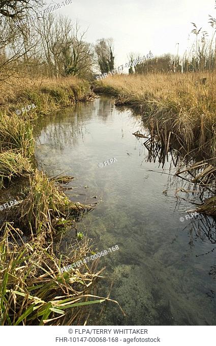 Eurasian Beaver Castor fiber trial reintroduction project, habitat with stream, Ham Fen Nature Reserve, Kent, England