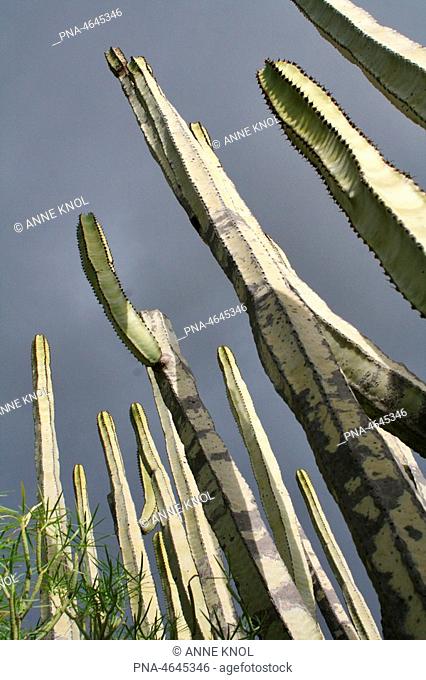 cactaceae growing near Barranco del Infierno on Tenerife