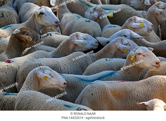 Sheep in the Natural Parc of the Sierra de Cazorla and the Sierra de Segura, Andalusia, Spain