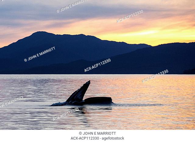 Humpback whale, Megaptera novaeangliae, British Columbia coast, Canada