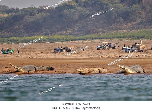 India, Uttar Pradesh state, Chambal river, Gharial (Gavialis gangeticus), on the sand of the river, in the background, people extract the sand on tractors
