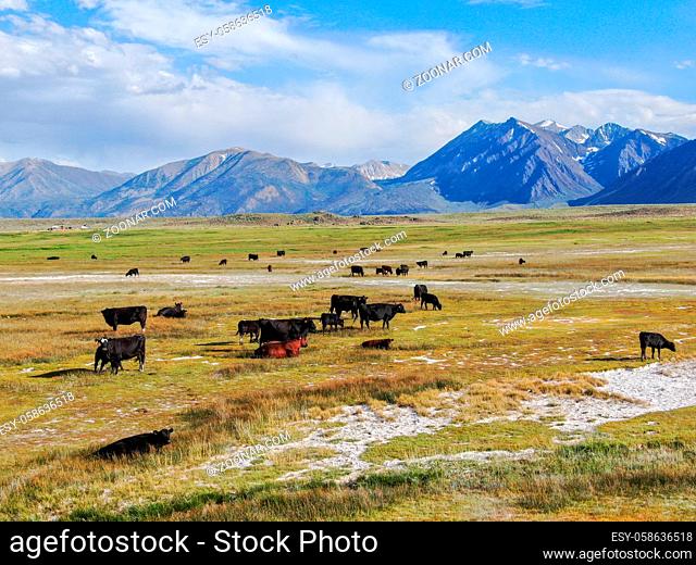 Aerial view of herd of cows in green meadow with mountain on the background. Cows cattle grazing on a mountain pasture next the Lake Crowley, Eastern Sierra