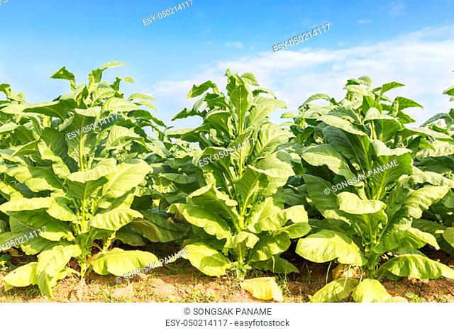 Field Nicotiana tabacum, the Common tobacco is an annually-growing herbaceous plant