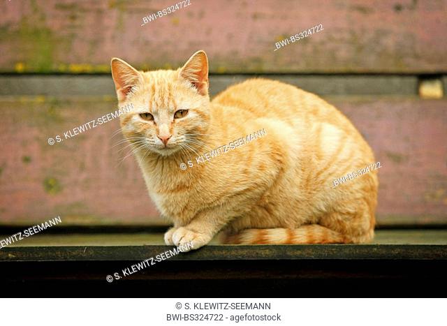domestic cat, house cat (Felis silvestris f. catus), red striped male looking into camera, Germany