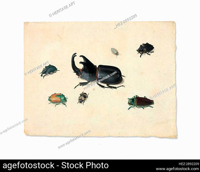 Megasoma Elephas or Megaceras Jason and Six Other Insects, n.d. Creator: Pieter Holsteyn the Younger