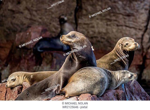 California sea lions (Zalophus californianus) hauled out on Los Islotes, Baja California Sur, Mexico, North America
