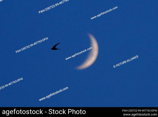 22 July 2023, Bavaria, Würzburg: A swallow flies in the evening sky in front of the waxing moon. Photo: Karl-Josef Hildenbrand/dpa