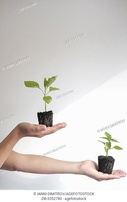 Woman holds young Aubergine (Solanum Melongena) and Peper (Capsicum Annuum) plants. Growth Concept