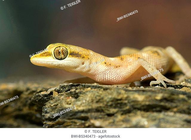 Steudner's Gecko, Pigmy Gecko (Tropiocolotes steudneri), sitting on bark