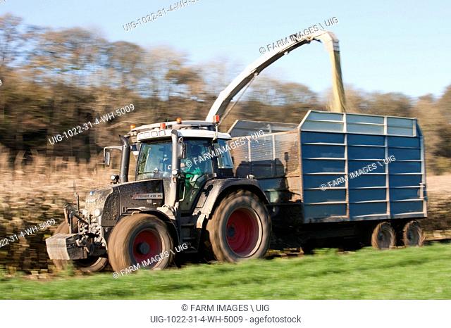 Harvesting Maize silage using a Claas 970 self propelled forage harvester. (Photo by: Wayne Hutchinson/Farm Images/UIG)
