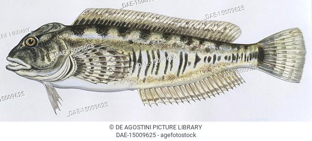 Fishes: Perciformes Blenniidae - Freshwater blenny (Salaria fluviatilis), illustration