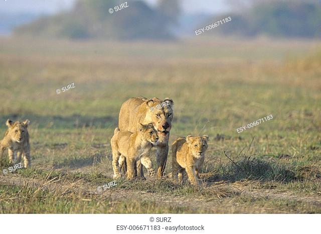 Lioness after hunting with cubs. The lioness with a blood-stained muzzle has returned from hunting to the kids to young lions