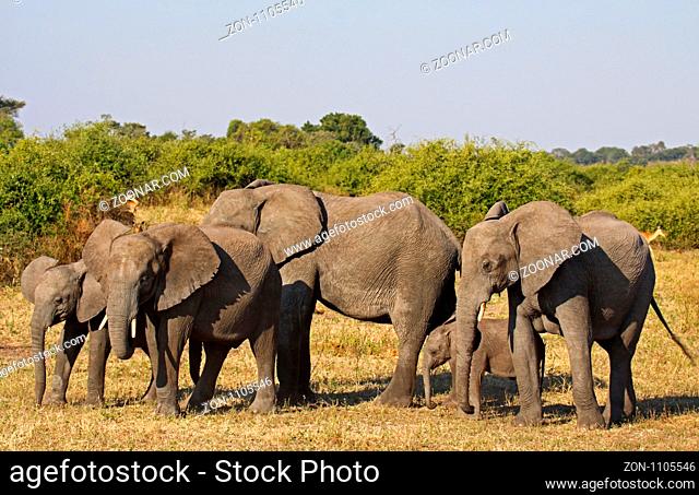 Afrikanische Elefanten (Loxodonta africana) mit Nachwuchs im Chobe Nationalpark, Botswana
