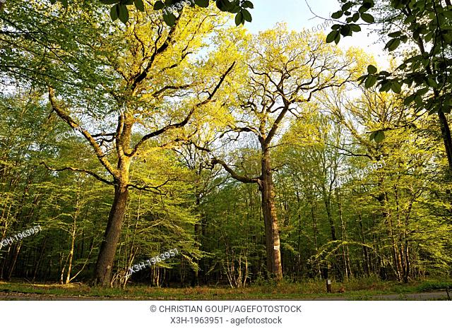 remarkable oak tree on the edge of the Champ des Epines forest road, forest of Rambouillet, Yvelines department, Ile de France region, France, Europe