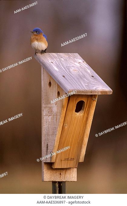Eastern Bluebird male on Peterson's nest box - IL (Sialis sialis) Marion Co