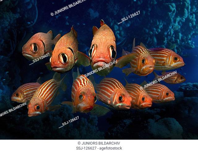 red soldierfish - Holocentrus rubrum