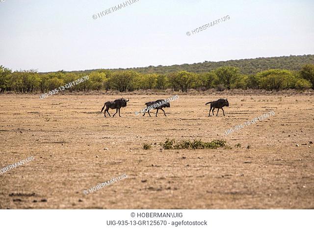 Running Wildebeeste At Etosha National Park