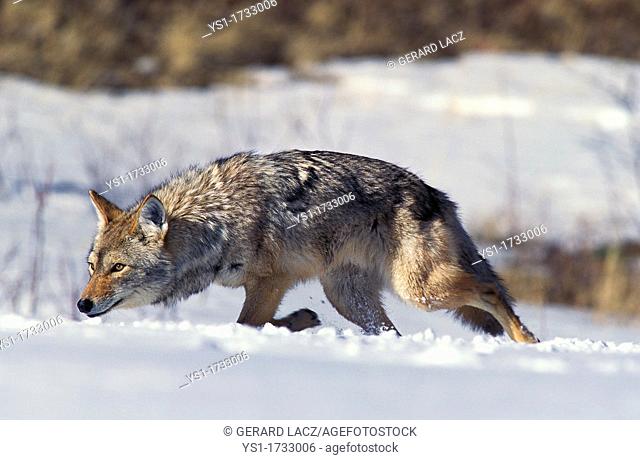 Coyote, canis latrans, Adult walking on Snow, Montana