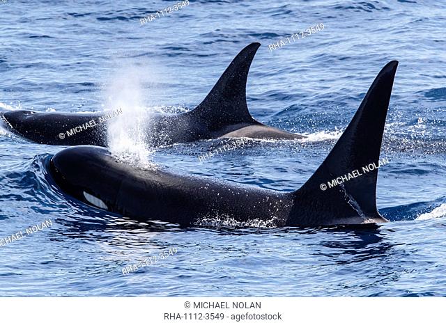 Adult bull Type D (sub-Antarctic) killer whale (Orcinus orca), surfacing in the Drake Passage, Antarctica, Polar Regions