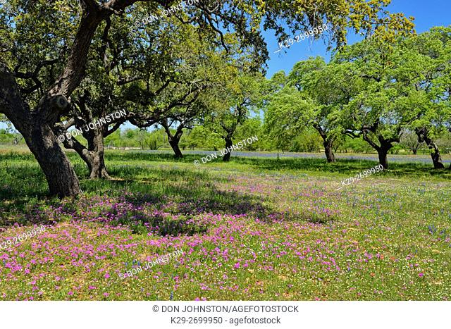Oak trees and Texas wildflowers- paintbrush, phlox and bluebonnets, FM 476 near Poteet, Texas, USA