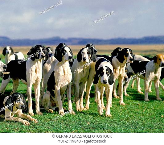 Great Anglo-French White and Black Hound, Pack for Fox hunting