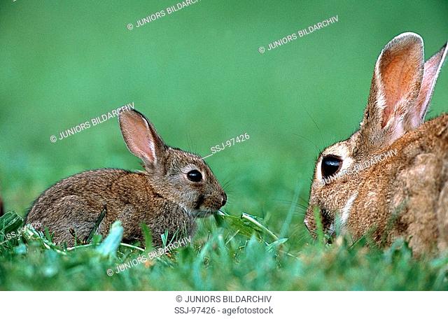 oryctolagus cuniculus / Old World rabbit