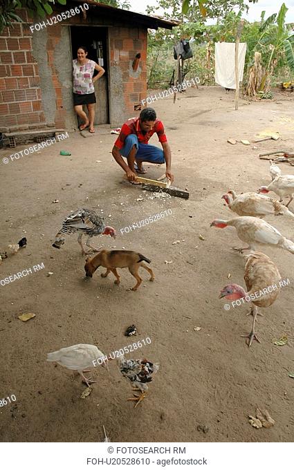 chickens, people, feeding, brazil, person, family
