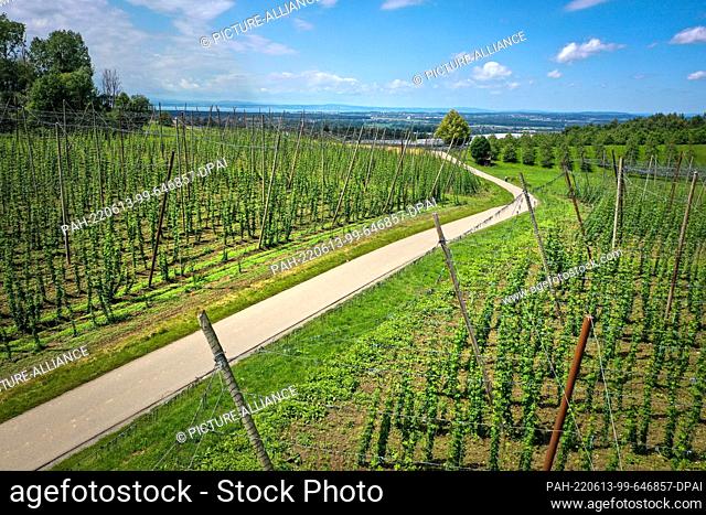 13 June 2022, Baden-Wuerttemberg, Tettnang: A narrow road (also called the hop path) leads through a hop field where the hops have already grown several meters...